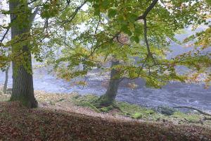 Wooded banks of the Tees