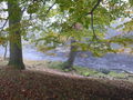 Wooded banks of the Tees