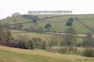 The row of beech trees on Freezing Hill can be seen for miles around