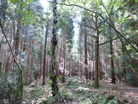 View in Martinshaw Woods