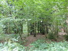 View in Martinshaw Woods