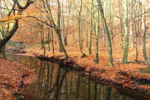 Walking into Ousbrough Wood