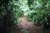 One of several wooded paths on the walk