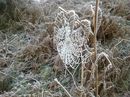 Frosty Cobweb on Velvet Hill