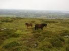 Carneddau Pony and Foel