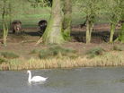 A mute swan with roe deer at Park Mill