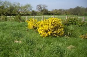 Broom on the wagonway