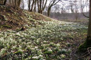 These snowdrops can be found on the Staffordshire Wildlife Trust