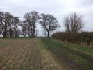 Photo 35 - There is a row of trees at the top on the hill.  Contnue straight ahead, passing 3 fields, downhill towards the Carlton - Felmersham road and Odell.
