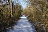 Cotmoor Lane through Halloughton Wood