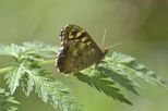 Speckled Wood butterfly in Clay Wood