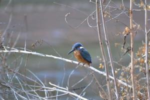 Kingfisher at Kelham Island