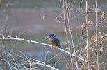 Kingfisher at Kelham Island