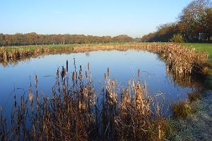 Pond, Billingbear Park