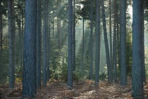 Crepuscular rays in Swinley Forest/Crowthorne Wood