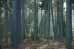 Crepuscular rays in Swinley Forest/Crowthorne Wood