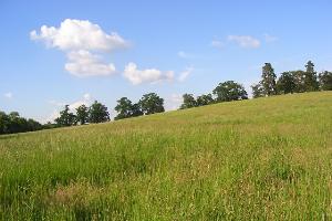Meadow, Spencers Wood