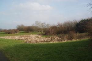 Ponds in Beaumont Park