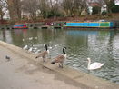 The canalised River Soar near the pedestrian bridge.