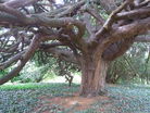 Ancient yew tree, Wixford church