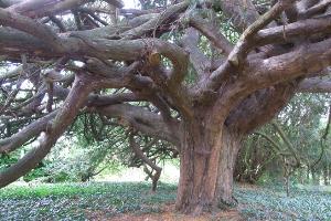 Ancient yew tree, Wixford church