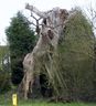 Ancient Mitre Oak said to be 900 years old
