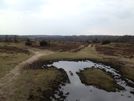 New Forest Heathland