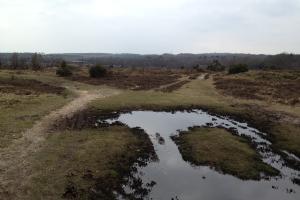 New Forest Heathland