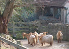 Golden Guernsey goats at Hazelbury Manor