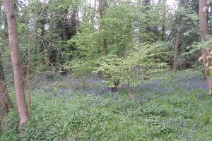 Bluebells in the Bluebell Woods