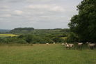 View towards Shapenhoe Clappers with sheep grazing from waypoint [4]
