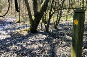 Find and follow the yellow waymark arrow (through the marsh) to a footbridge.