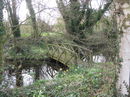 Moat at Wichenford Court (near Waypoint 5)