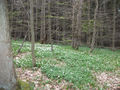 Wood Anemone in Widdowson Spring Wood.