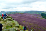 Heather in August on the slopes of Win Hill