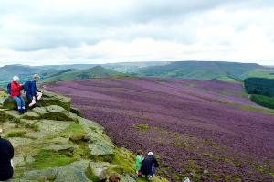 Heather in August on the slopes of Win Hill