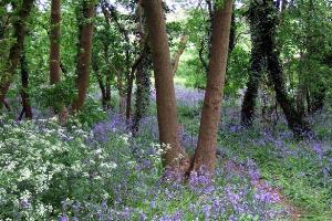Bluebell Wood