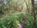 A woodland trail