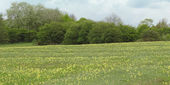 Cowslips on Draycote Meadows