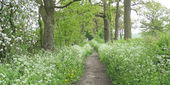 Green Lane