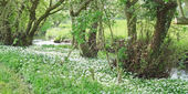 Beside the Brook
