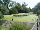 Wildlife on a weir in Abbey Park