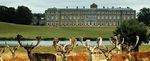 Petworth House and deer