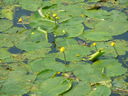 Water lillies in the River Soar.
(Who needs Givenchy?)
