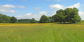 Meadow by Thrift Wood