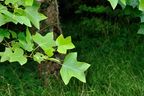 (L) Tulip Tree leaves