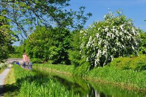 Montgomeryshire Canal at Maesbury Marsh