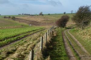 Along the South Downs Way between Amberley and Chantry car park.