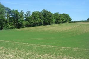 Early summer crop - Cliddesden