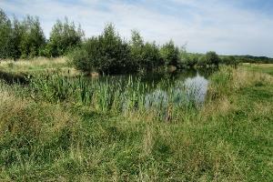 One of the wildlife ponds